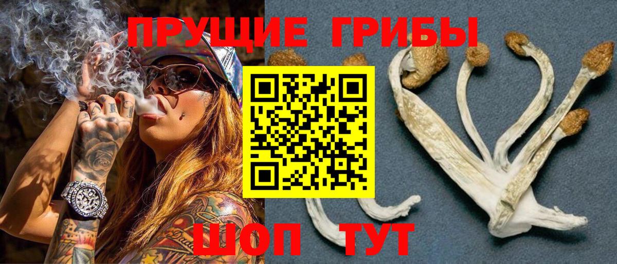 Псилоцибиновые грибы мицелий Кудрово